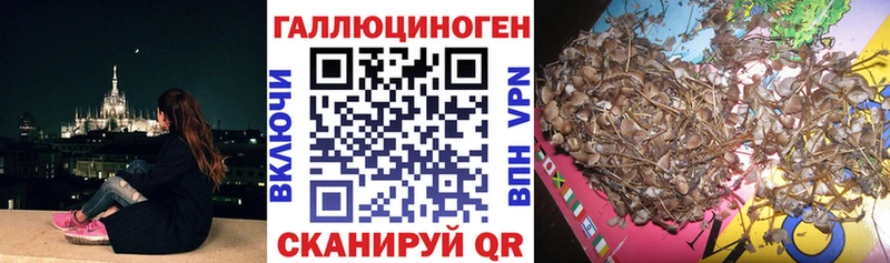 купить наркотик  Берёзовка  Галлюциногенные грибы MAGIC MUSHROOMS 